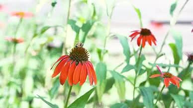 自然风景花朵蜜蜂小红花植物动物视频的预览图